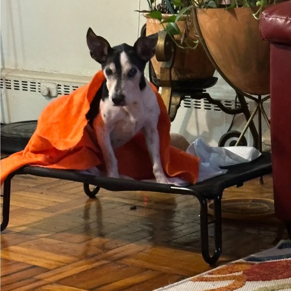 Outdoor Elevated Dog Bed
